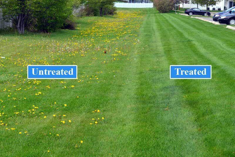 Before and after weed control treatment